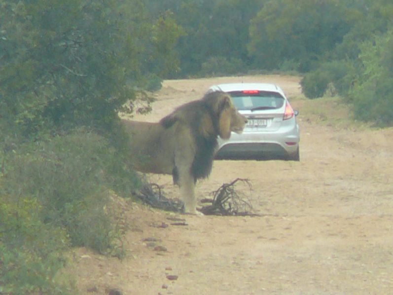 ein echter Löwe, Addo Elephant Park - Südafrika