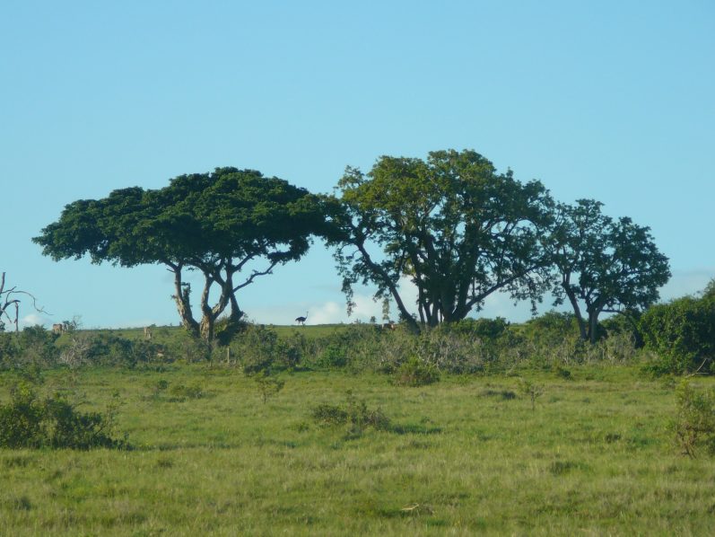 Vogelstrauß Krüger Nationalpark - Südafrika